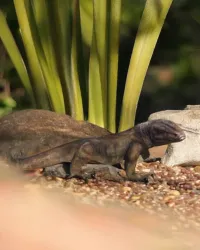 Realistisch Komodovaraanbeeld van hars - Decoratie voor binnen en buiten
