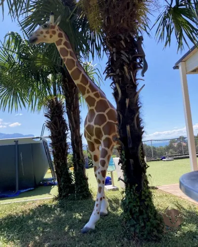 Giraffa XL realistica - Animali in resina realistici