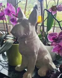 Statue of a bull terrier type dog sitting in resin