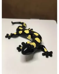 Salamandre TACHES