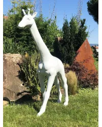 Giraffa m