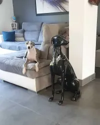 Lévrier whippet