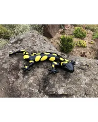 Salamandre TACHES