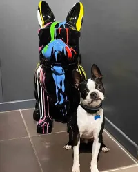 XL TRASH Spectacled Bulldog