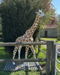 Realistische XL-Giraffe