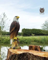 eagle on a rock