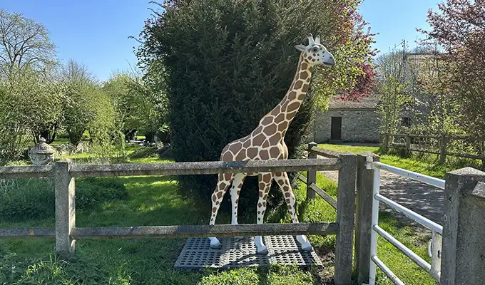 Girafa de resina realista de 230 cm