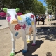 Vaches de Narbonne