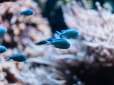 Animaux en résine aquatiques : nos best seller de l’été