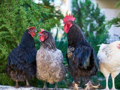 Animais de fazenda de resina