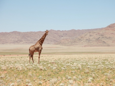 Zoom on resin giraffes 
